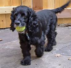 American Cocker Spaniel Puppy Black And White Barclay The Cocker Spaniel Cocker Spaniel Spaniel Cocker Spaniel Puppies