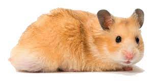 Download and use them in your website, document or presentation. Hamster Png Transparent Image Png Arts