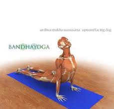 Wonderfully Illustrated Free Yoga Ebooks You Can Also Access Their 3d Yoga Pose Viewer As Well As A Number Of Downloadab Yoga Anatomy Yoga Websites Yoga Works