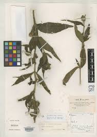 Image result for Aspilia rudis