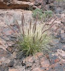 Image result for Cenchrus unisetus