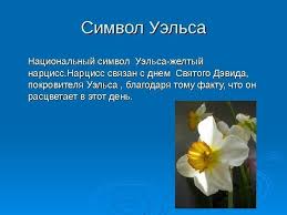 Желтый нарцисс как символ уэльса. Znaete Li Vy Flag I Simvoly Velikobritanii