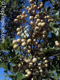 Image result for Deinbollia