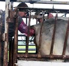 Pregnancy Testing Options For Beef Cattle Producers – Thomas Moore Feed