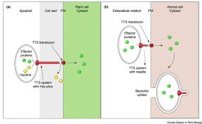 Check spelling or type a new query. Common Infection Strategies Of Plant And Animal Pathogenic Bacteria Sciencedirect