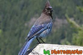 They have dark ear patches. Blue Black Bird Photo Black Bird Bird Photo Bird