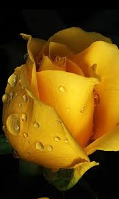 Rose Garden Comunidade Google Yellow Roses Rose Day Wallpaper Beautiful Flowers