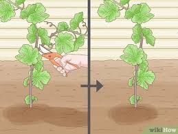 Image result for grapevine cuttings
