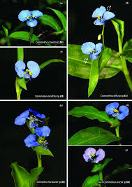 Image result for Commelina albescens