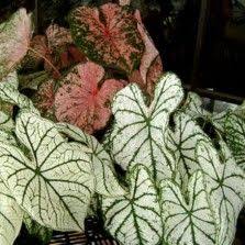 Tanaman Hias Daun Bibitbunga Com Part 2 Tanaman Hias Daun Tanaman Tanaman Indoor