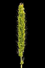Image result for Setaria viridis