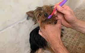 Check spelling or type a new query. Help My Yorkies Teeth Are Falling Out Teething Dental Care