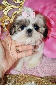 Cleo is a gorgeous aca shih tzu puppy. Shih Tzu Puppies Teacup Shih Tzu Shih Tzu For Sale Breeder Teacup Miniature Toy