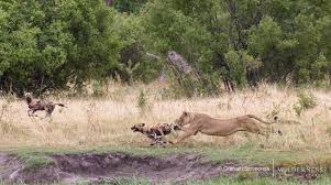 Pin On Dumatau Camp Botswana Wilderness Safaris
