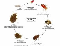 Bed Bugs Pictures Actual Size Stages And Skin Bites