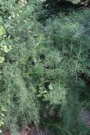 Image result for Asparagus laricinus