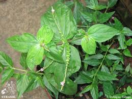 Image result for Spigelia anthelmia