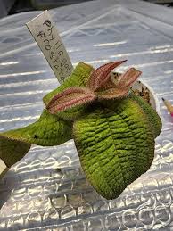 Image result for Melhania prostrata