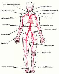 Ucsds Practical Guide To Clinical Medicine