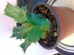 I find them extremely easy to grow both indoors the leaves of my client's christmas cactus had turned orange and i thought writing this post was just too good an opportunity to pass up. Christmas Cactus Brown Spots Gardening Landscaping Stack Exchange