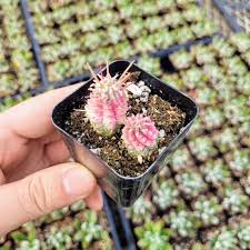 Image result for Euphorbia corniculata