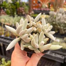 Image result for Senecio letouzeyanus