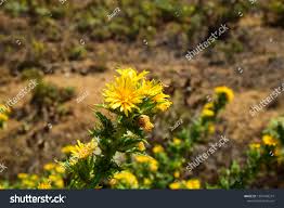 Image result for Hirpicium gazanioides