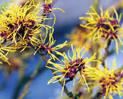 Witch Hazel