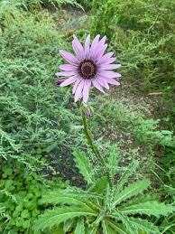 Image result for Berkheya