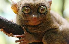 13 rare animals that are teetering on the brink of extinction. Endangered Tarsier Ausgestopftes Tier Regenwald Tiere Verruckte Tiere