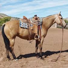 7 hours ago on equine now. Fancy Nm Buckskin Ranch Gelding Horses Buckskin Horse Beautiful Horses
