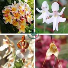 Image result for Impatiens bequaertii