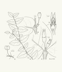 Image result for Rytigynia sp. C