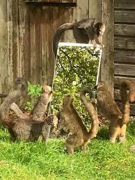 Loving The New Enrichment Today Annaswelshzoo 2015 Zoo Animals Enrichment Primates