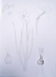 I Ve Just Finished Off A Study Page Of Daffodil Bits Whole Plant Flower Longitudinal Dissection Pod Transverse Section Of Pod Bulb A Daffodils Art Flowers