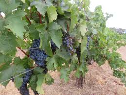 Image result for grapevine cuttings