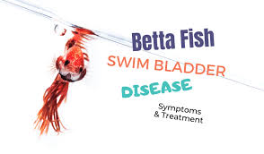 Betta Fish Swim Bladder Disease Symptoms And Treatment Japanesefightingfish Org
