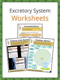 Urinary system worksheet coloring page | excretory system. Excretory System Facts Worksheets Functions For Kids