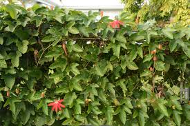 Image result for Passiflora vitifolia