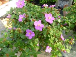 Image result for Dissotis multiflora