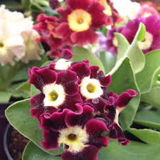 Image result for Primula x pubescens