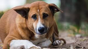 Pueden Los Perros Comer Mango Es Seguro O Toxico De Cachorros