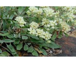 Image result for Cycnium jamesii