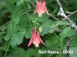 Image result for Ranunculaceae