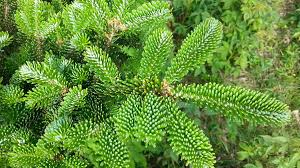 The essential resource to advance tree care businesses and improve safety. The Perfect Christmas Tree Fresh Fragrant And Safe Poppell Farms