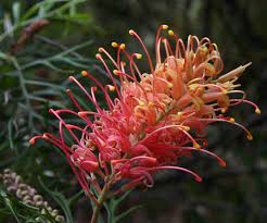Grevilleas How To Grow And Care For This Australian Native Homes To Love Australian Plants Australian Native Plants Australian Native Flowers