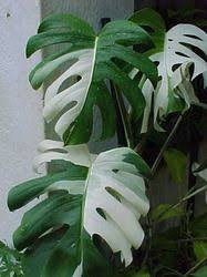 Pin By Bobbie Stacey On Gardening Ideas Plants Variegated Plants Cool Plants