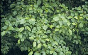 Image result for Rhamnaceae