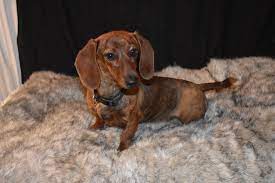 Red Brindle Miniature Dachshund Miniature Dachshunds Miniature Dachshund Dachshund Puppies For Sale