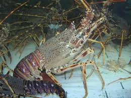 Image result for Palinurus elephas